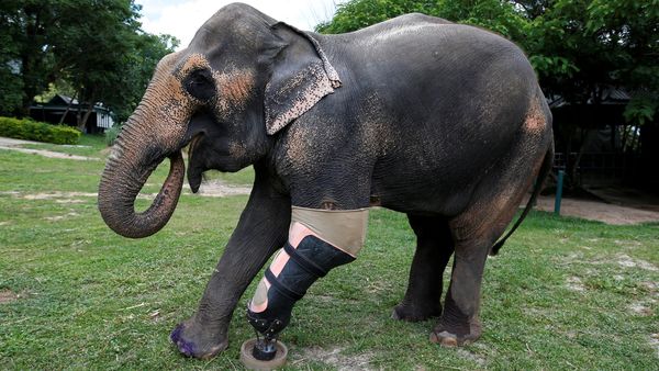 Motola, Gajah Berkaki Palsu