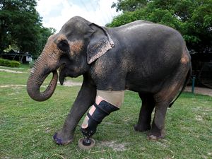 Motola, Gajah Berkaki Palsu