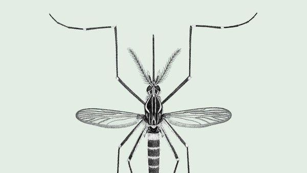 6 Spesies Nyamuk Paling Berbahaya di Dunia