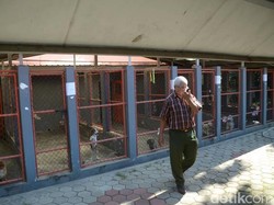 Libur Lebaran, Tempat Penitipan Hewan di Surabaya ini Juga Menerima Sapi