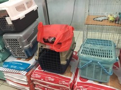 Peluang Usaha Jasa Penitipan Hewan Jelang Lebaran