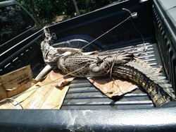 Buaya Muara Coba Dijual Warga Lewat Facebook, Tetapi Segera Diselamatkan BKSDA