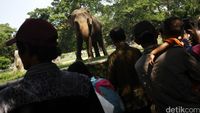 Libur Lebaran, Ragunan Dipadati Pengunjung