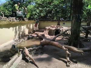 Libur Lebaran di KBS, Pengunjung Disuguhi Komodo dan Harimau Makan Siang