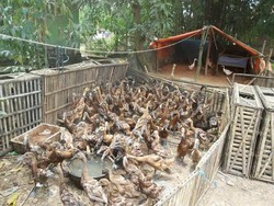 Saat Pengasuh 1.000 Bebek Mudik Lebaran