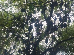 Berlibur Lebaran di Kota Batman Watansoppeng dan Mitos Kelelawar