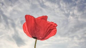 Para Jawara Kontes Fotografi iPhone Tingkat Dunia