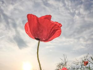 Para Jawara Kontes Fotografi iPhone Tingkat Dunia