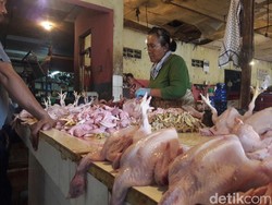 Mendag Stres Harga Daging Ayam Turun Terlalu Cepat