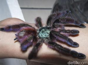 10 Serangga Terbesar di Dunia, Kamu Pernah Lihat? 10 Serangga Terbesar di Dunia, Kamu Pernah Lihat?