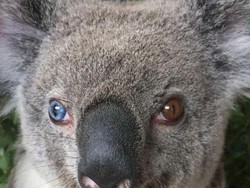 Koala Langka Berbeda Warna Mata Ditemukan di Brisbane