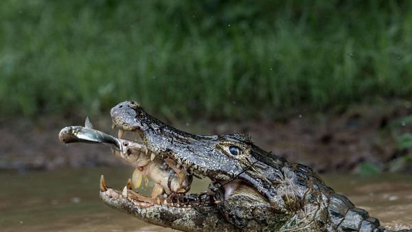 Jepretan Memukau Jawara NatGeo Traveler 2016