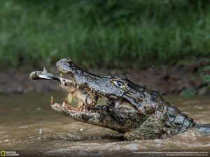 Jepretan Memukau Jawara NatGeo Traveler 2016 Jepretan Memukau Jawara NatGeo Traveler 2016