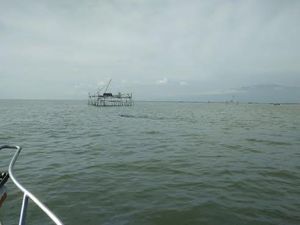 Nelayan Gagal Selamatkan Hiu Tutul Seberat 1 Ton yang Terdampar di Pantai Menganti