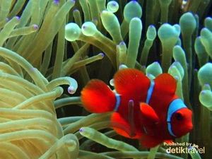 Ingin Diving atau Snorkeling Usai Lebaran, Wakatobi Tempatnya! Ingin Diving atau Snorkeling Usai Lebaran, Wakatobi Tempatnya!
