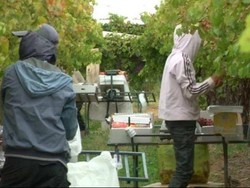 Inilah Hak Anda Sebagai Mahasiswa Pekerja di Australia