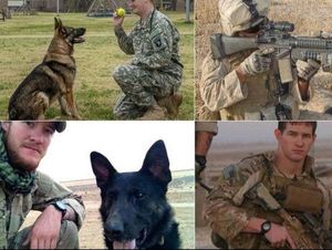 Anjing Tentara AS di Afghanistan Mendapat Medali Keberanian