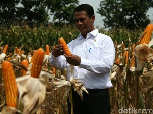 Jokowi Tanam Jagung di Gunung hingga Kuburan Jokowi Tanam Jagung di Gunung hingga Kuburan