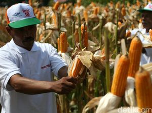 Jokowi Minta Tak Ada Lagi Impor Jagung