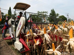 Jokowi Yakin 2018 Indonesia Tak Lagi Impor Jagung