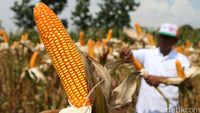 Mentan Panen Jagung di Mojokerto