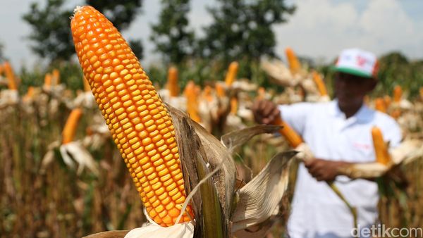 Mentan Panen Jagung di Mojokerto