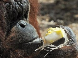 Akibat Udara Panas, Hewan di Kebun Binatang Roma Diberi Es Krim