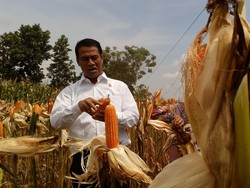 Sindir Importir Jagung, Mentan: Ruginya Petani Lebih Besar