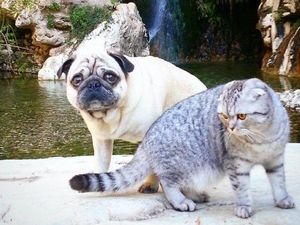 Kisah Anjing dan Kucing yang Bersahabat dan Traveling Bareng