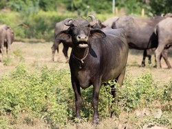 Bulog: Daging Kerbau India Bisa untuk Bakso, Burger Hingga Sosis
