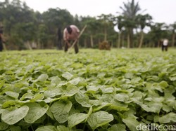Jokowi Ingin Masyarakat Miskin Punya Akses Pengelolaan Tanah
