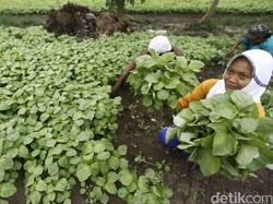 Ini Alasan Sayur di Pasar Jauh Lebih Mahal dari Harga Petani