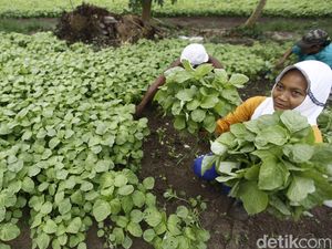 Ini Alasan Sayur di Pasar Jauh Lebih Mahal dari Harga Petani Ini Alasan Sayur di Pasar Jauh Lebih Mahal dari Harga Petani