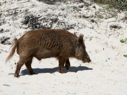 Laptopnya Dicuri, Pria Nudis Kejar-kejaran dengan Babi Hutan