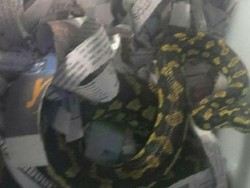 Pria NSW Bawa Ular Piton Hutan dalam Ransel di Kereta