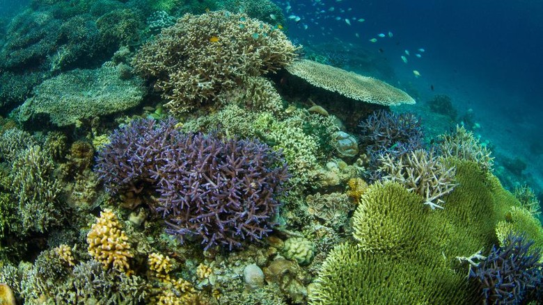 Foto: Keindahan bawah laut Manado (Thinkstock) Foto: Keindahan bawah laut Manado (Thinkstock)