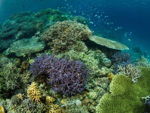 Pesan Menteri Pariwisata: Bersihkan Bunaken!