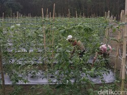 Geliat Desa Makmur Peduli Api, Kawasan Terdepan Pencegahan Kebakaran Lahan