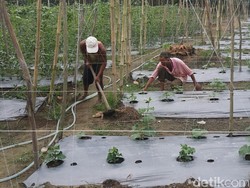 Kisah Suryono, Pemilik Sawit yang Sukses Ubah Nasib Jadi Petani Hortikultura