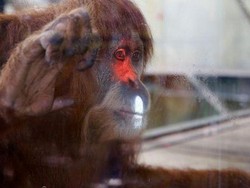 Orangutan di Melbourne akan Lebih Sering Main Video Game