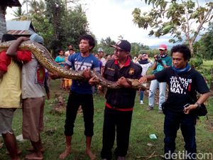 Ular Sanca Raksasa Sepanjang 8 Meter Gegerkan Warga Takalar Sulsel