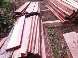 7 Pelaku Illegal Logging Ditangkap di Kawasan Konservasi di Sumut