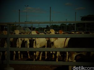 Kegelisahan Eksportir Sapi Australia dengan Kebijakan Indonesia