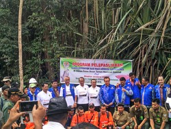 KLHK Lepas 56 Arwana Langka dan 2 Elang Brontok di Taman Nasional Zamrud