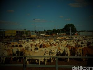 Ini Penyebab Harga Sapi Impor dari Australia Masih Tinggi