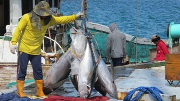 Kuota Tangkapan Bluefin Tuna buat RI Naik, Kini 1.670 Ton/ Tahun
