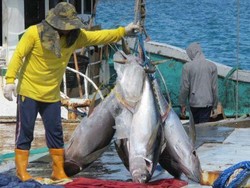Udang Hingga Tuna RI Rajin Diekspor ke AS dan Jepang