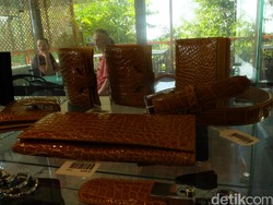 Kulit Buaya Olahan Pengrajin Indonesia vs Merek Terkenal di Australia