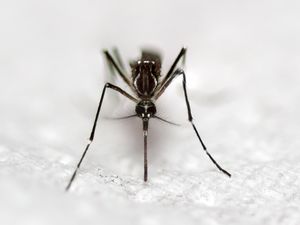 Punya Hobi Aneh, Wanita Ini Koleksi Puluhan Nyamuk Mati Punya Hobi Aneh, Wanita Ini Koleksi Puluhan Nyamuk Mati
