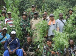TNI Temukan 0,5 Ha Ganja di Tengah Kebun Ubi di Pegunungan Bintang Papua